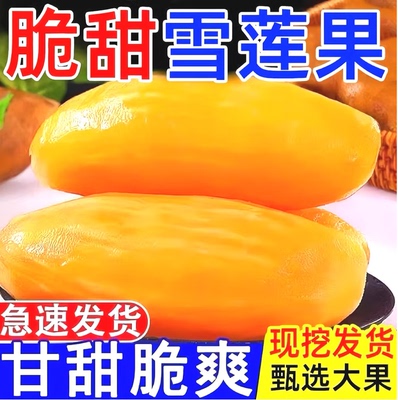 云南天山雪莲果新鲜应当季正宗黄心水果低糖大果脆甜多汁整箱包邮