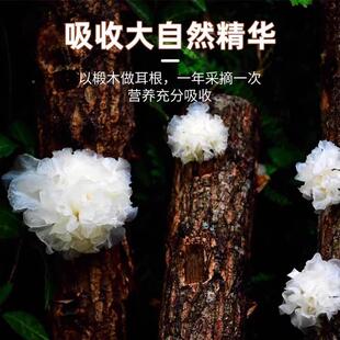 椴木耳干货桃胶银耳羹非即食冲泡BKW小银雪耳品古田糯银银耳正耳