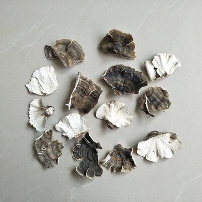 北生云芝 黄云FVR芝 杂色云芝 云芝工掰片野东生云芝25手0野克云