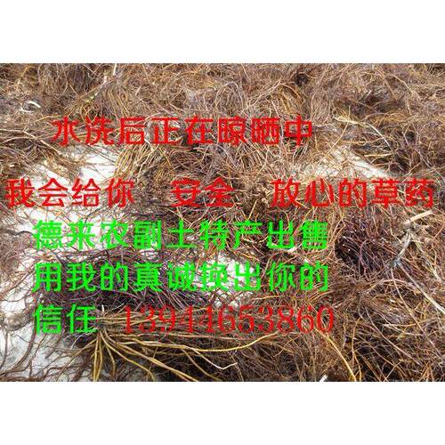 东北野生 灵仙 山野生威灵仙 辣椒秧根威威OXX灵仙根 500g包邮