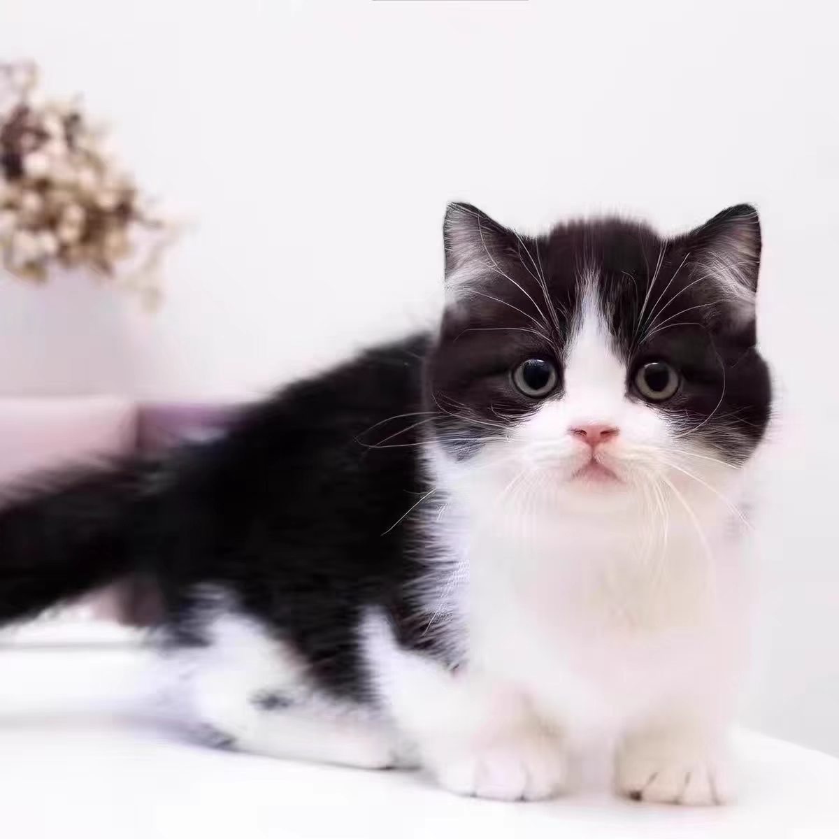 纯种黑白奶牛猫活体幼猫曼基康矮脚猫黑猫警长四蹄踏雪拿破仑长毛图片