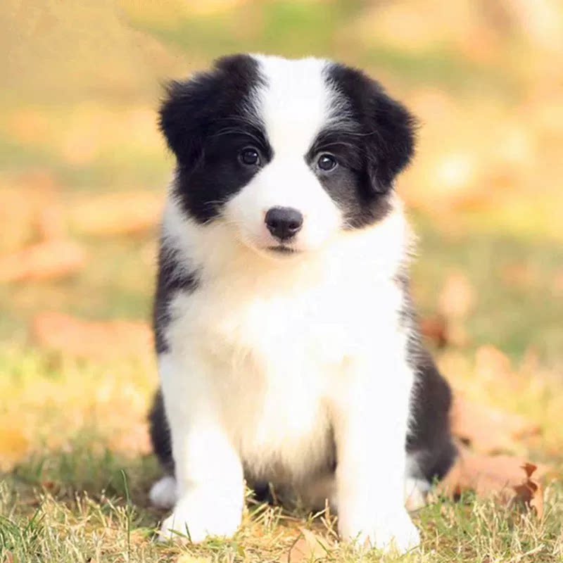 纯种边境牧羊犬幼体中型犬七白三狗狗