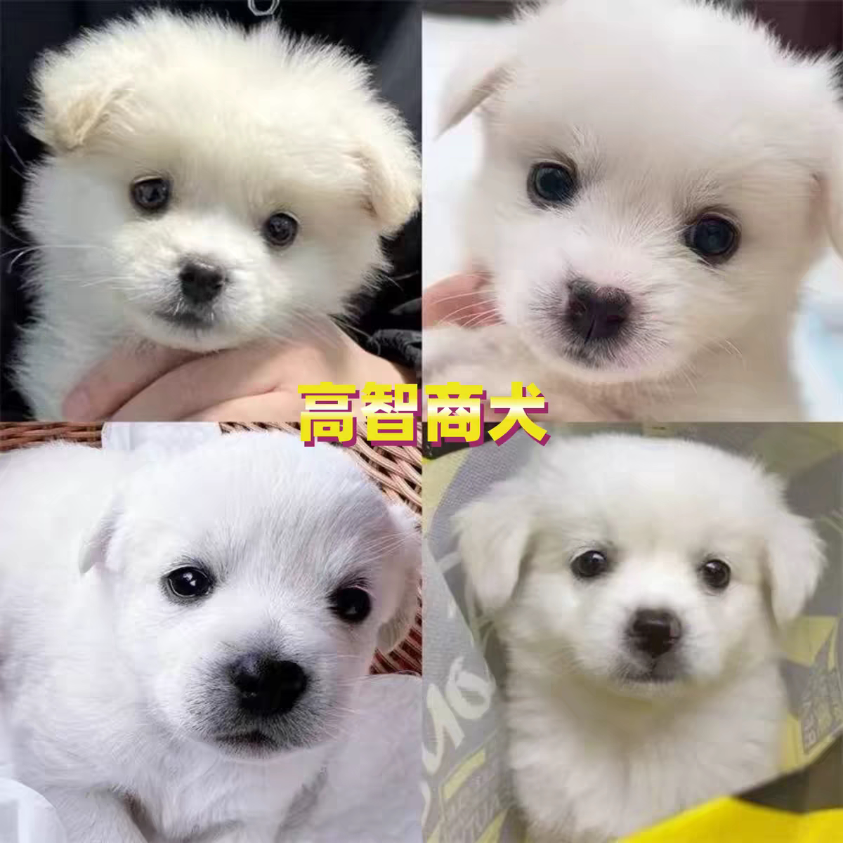 中华田园犬小型长不大狗狗活物狗崽高智商适合小孩家养的狗仔幼犬