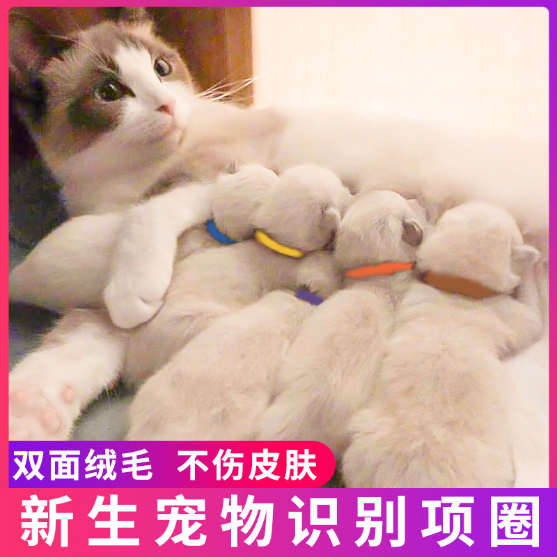 速发新生识别圈圈咪记号带小出生猫记标奶幼猫项圈身份标识带