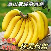广西威廉斯香蕉应季 新鲜水果自然熟软糯香甜大香蕉banana非小米蕉