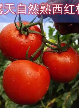 云南露天番茄自然生长水果番茄不催熟新鲜不催熟露天种植现发