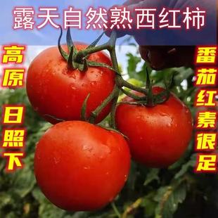 云南露天番茄自然生长水果番茄不催熟新鲜不催熟露天种植现发