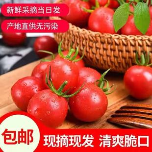 广西圣女果农家自种小番茄酸甜可口新鲜当季整箱装现摘现发