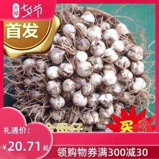 甘肃省兰州鲜百合花食用推荐种植母籽带根 新款可种农家直销包邮