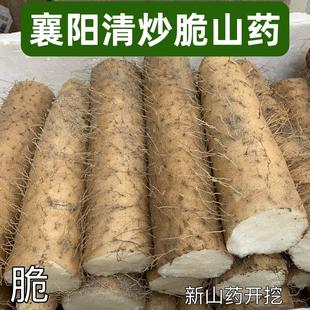 襄阳清炒脆山药新鲜粗大山药菜山药新鲜现挖现发非铁棍山药