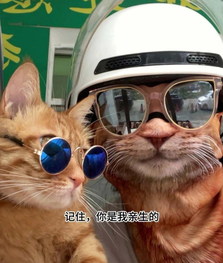 猫咪防晒面罩仿真动物遮阳面巾半脸骑行面具挂耳式夏季脸基尼男女