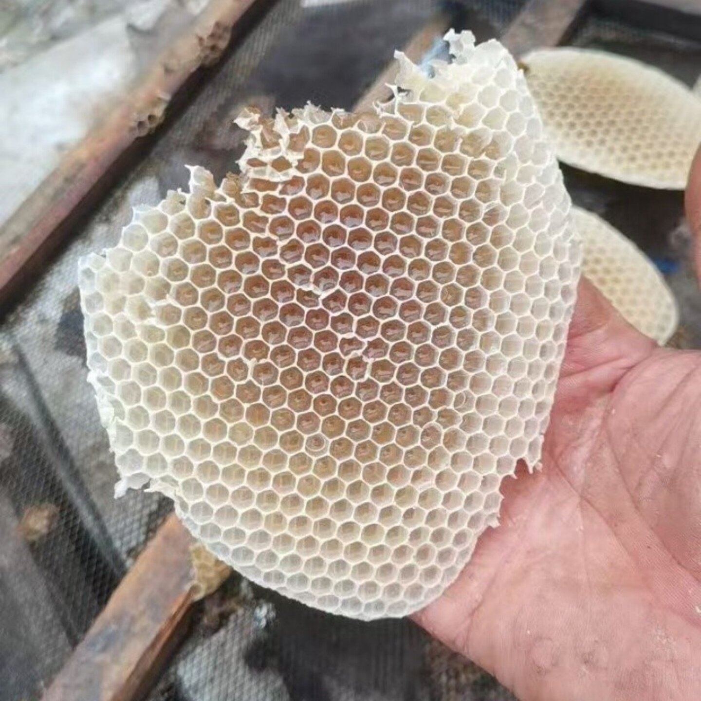 蜂巢蜜天然蜂巢胚100克蜜蜂蜂房原料蜂蜡DIY手工蜂蜜加