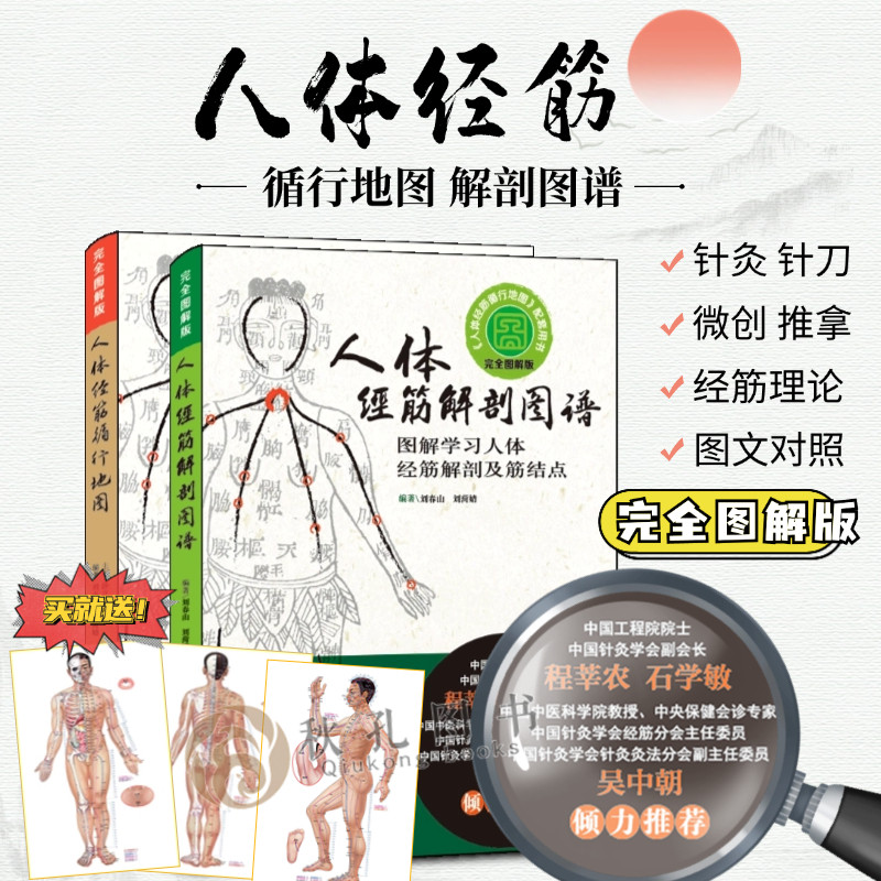 人体经筋循行地图解剖学习人体十二经筋解剖循行 图解中医点穴按摩