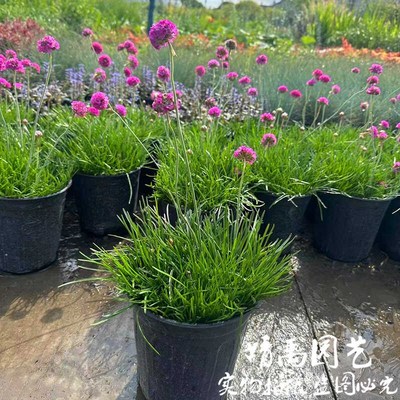 海石竹重瓣石竹花苗四季开花盆栽易种耐寒花卉四季多年生室内外