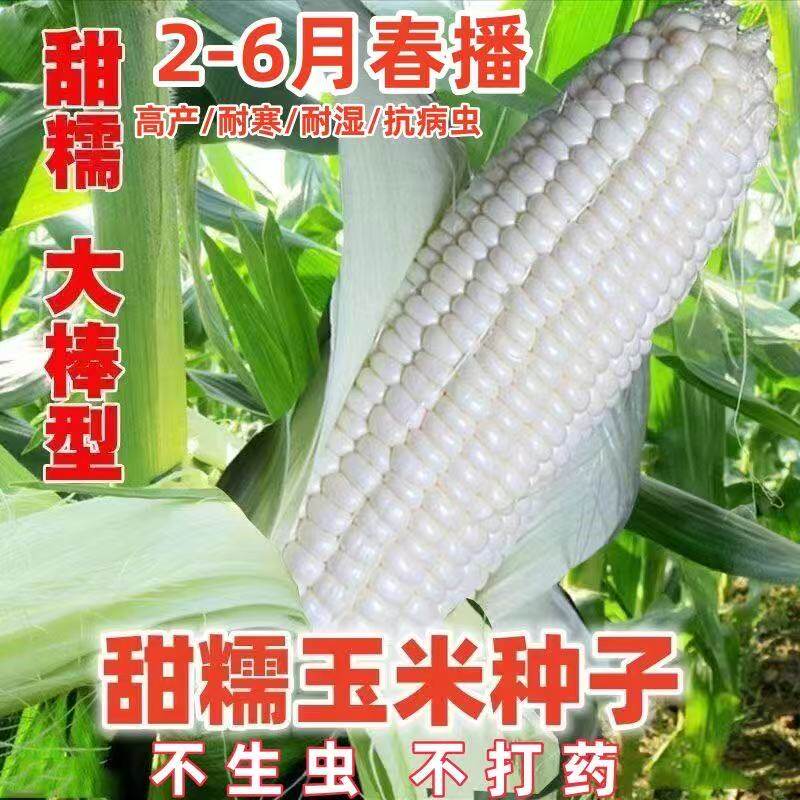 白甜糯玉米种子矮杆大棒玉米种子大田高产超甜杂交春秋季蔬菜种