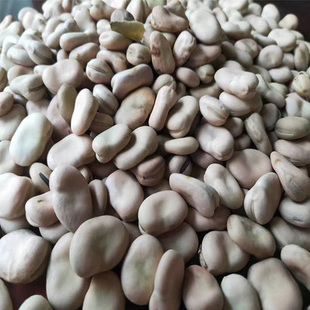 蚕豆种子特大粒高产日本大白皮蚕豆种籽耐寒大田秋冬播蚕豆种大全