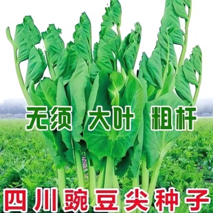 无须豌豆苗种子豌豆尖吃苗四季阳台盆栽水培芽苗菜秋冬季蔬菜种子