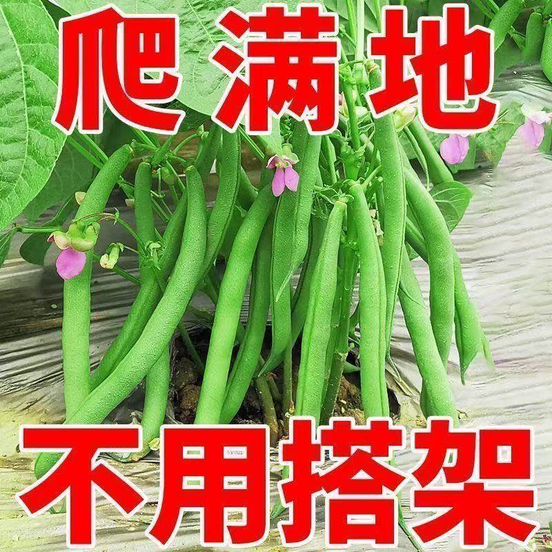 无架四季豆种子易种丰产无筋无丝四季豆春秋播种高产今年新种