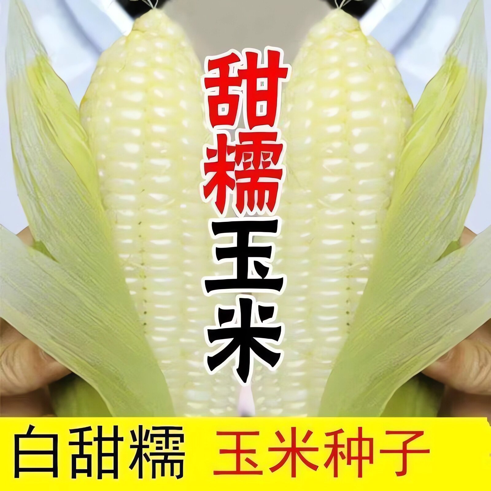 白糯甜玉米种子高产超大棒矮杆四季播玉米蔬菜种子甜糯东北糯玉米