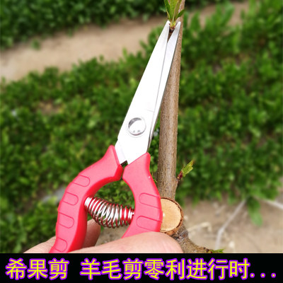 速发修枝剪摘果剪刀果剪采果葡萄剪枸杞疏花剪疏盆景园艺花