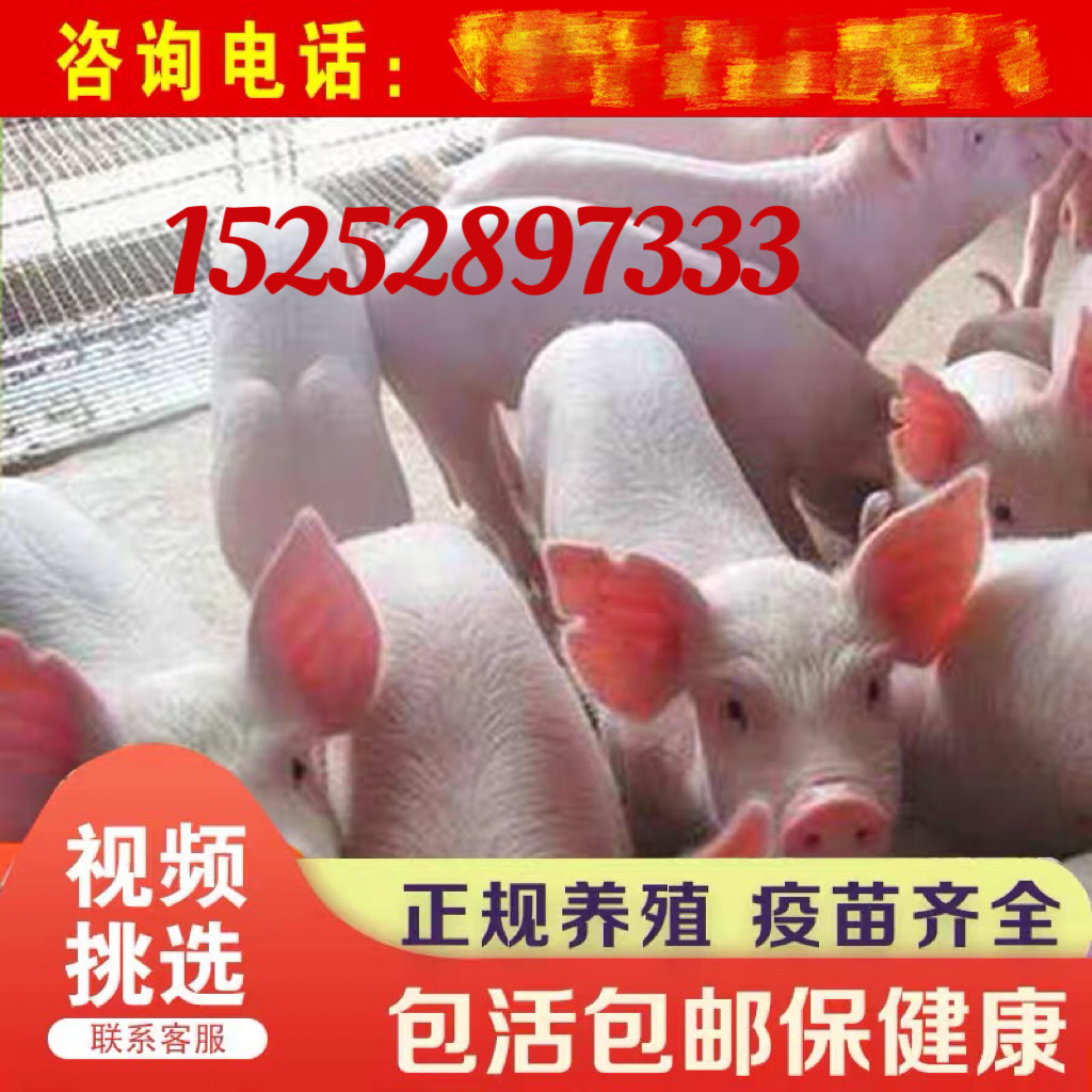 原种长白母猪大白母猪大约克母猪新美系杜洛克种公猪黑杜种公猪精