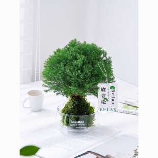 苔藓球【雾凇】整体20-30公分高送玻璃瓶招财转运室内桌面水培