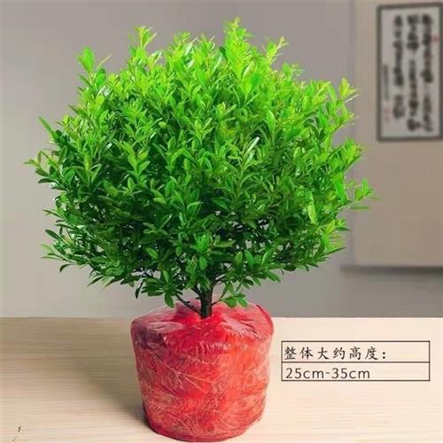 小叶赤楠盆景老桩植物办公室绿植室内盆栽好养活四季常青绿色植物
