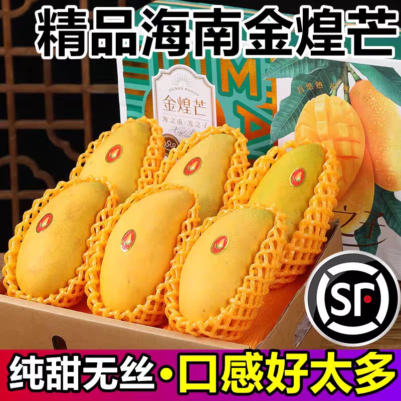 海南金煌芒树上熟芒果