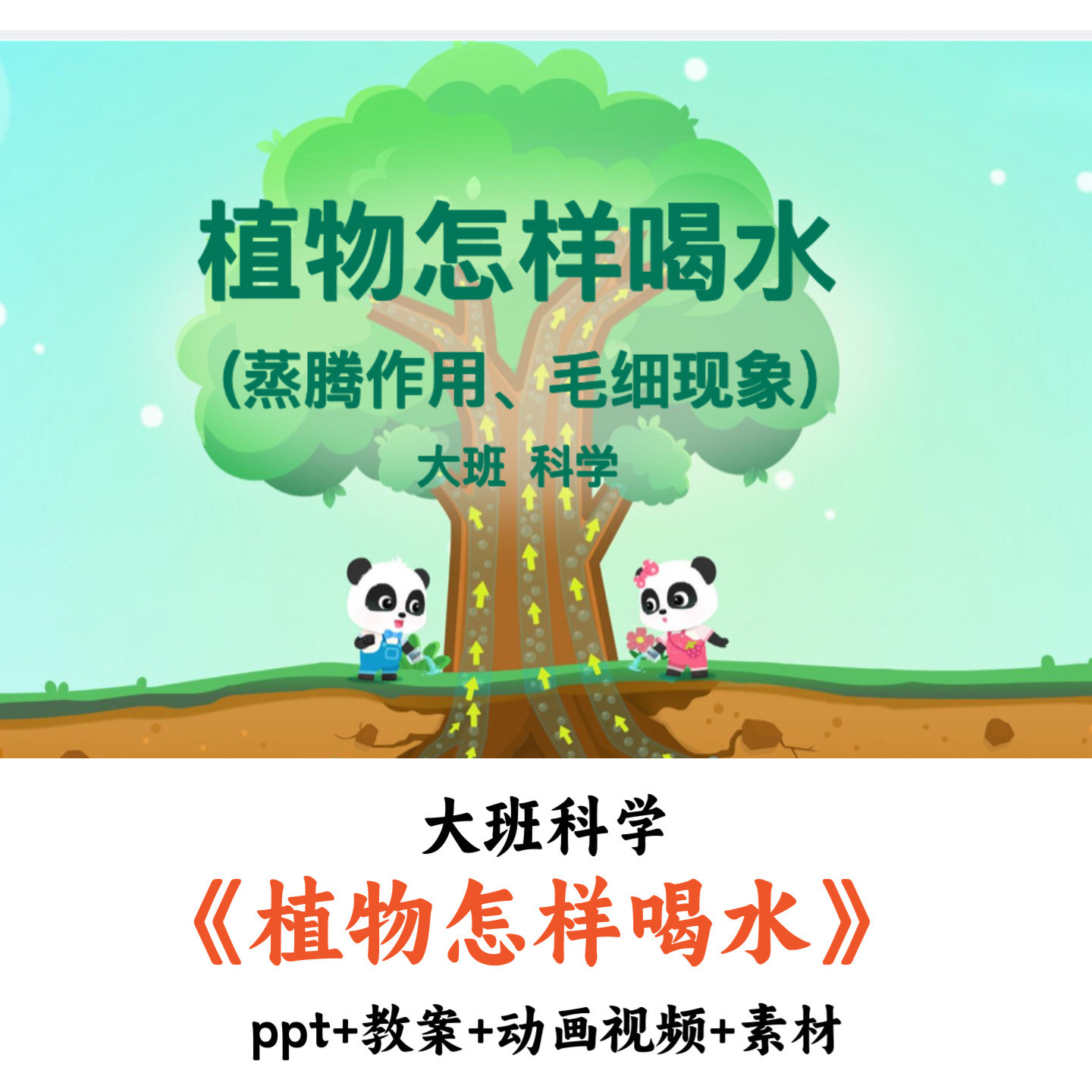 幼儿园大班科学《植物怎样喝水》PPT教案动画视频素材优质公开课