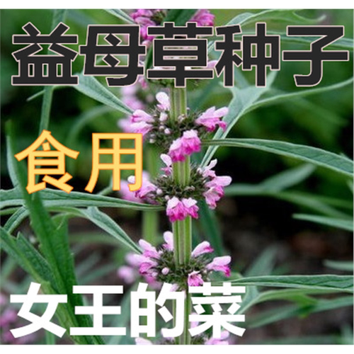 益母草种子四季播易活中