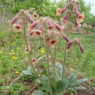 特级地黄种子 中药材种子地髓生地黄根地黄花 药用泡茶种植种籽