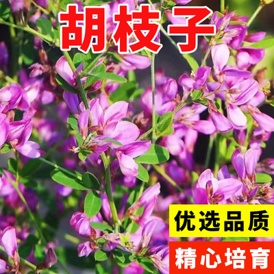 护坡灌木种子刺槐紫穗树洋