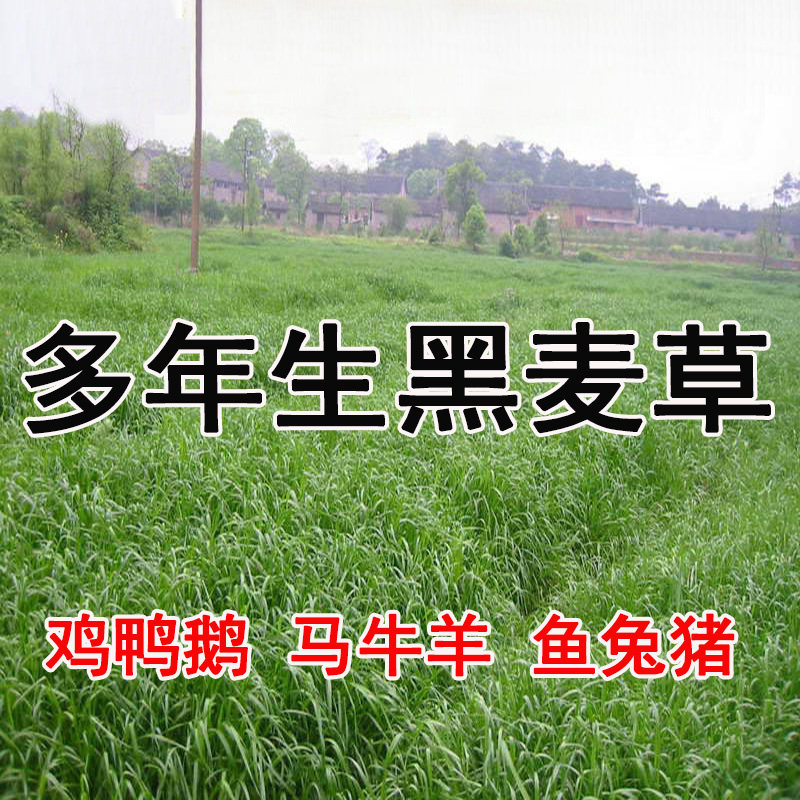 牧草种子多年生黑麦草种子耐寒冬牧70种子养牛羊鸡鹅鱼苜蓿草种籽