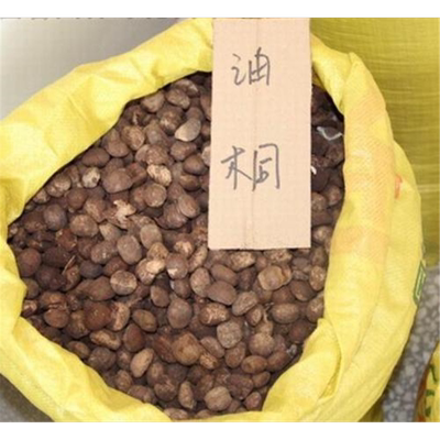 新采油桐树种子林木籽经济作物