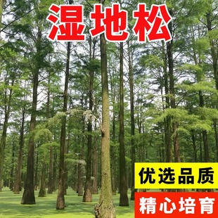 新采湿地松种子落叶松种子松树木种子水上公园绿化造林
