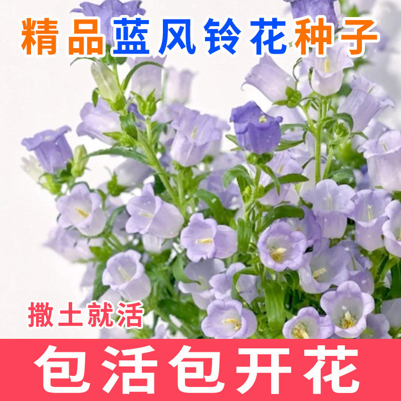 蓝色风铃花种子易活开花不断四季易种室内阳台庭院盆栽花籽