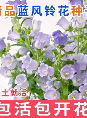 蓝色风铃花种子易活开花易种室内阳台庭院盆栽花籽