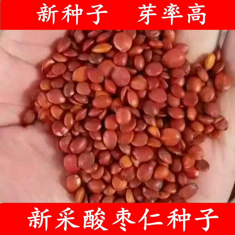 酸枣种子净籽南酸枣仁种子酸枣核种子枣子种子枣树种子盆栽庭院