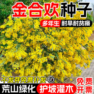 金合欢种子合欢树种孑护边园林绿化鸭皂树庭院耐寒观赏种籽合欢花