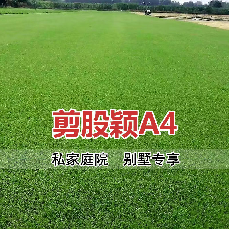 剪股颖a4草坪籽矮生四季