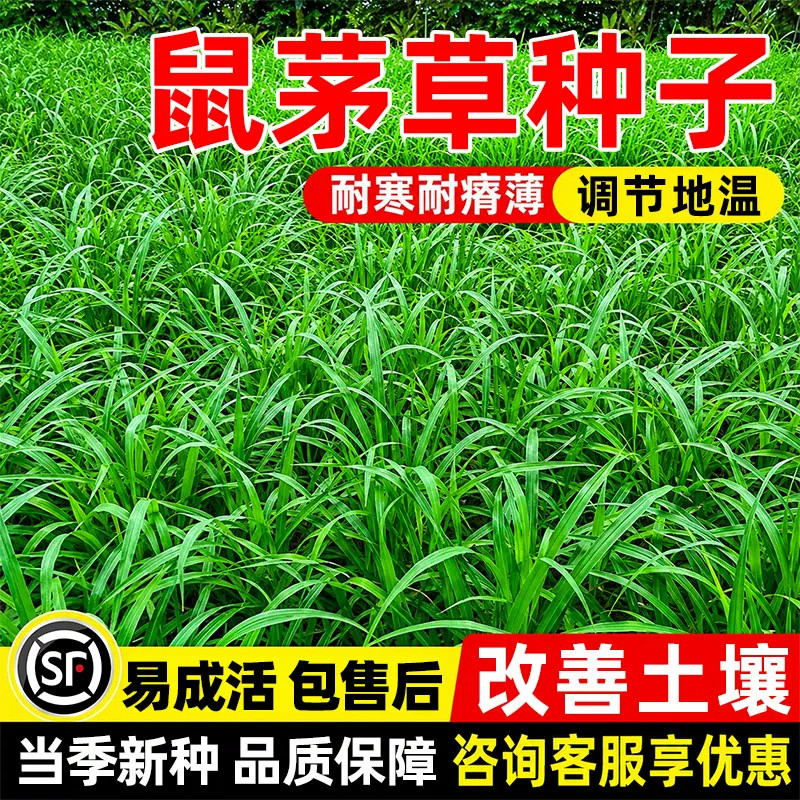 鼠茅草改善土壤易养活牧草种籽