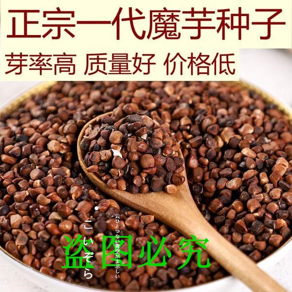 正宗云南魔芋种子高产一代磨芋四季种植脱水消毒花魔芋种籽