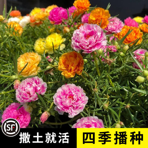 重瓣太阳花种孑松叶牡丹子四季