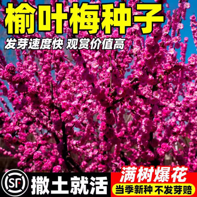 榆叶梅种子重瓣小桃红种籽易活耐寒南北方庭院道路公园绿化苗灌木