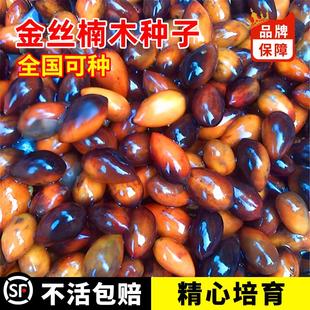 正宗金丝楠木树种子四川小叶楠细叶金丝楠桢楠包邮南木种子