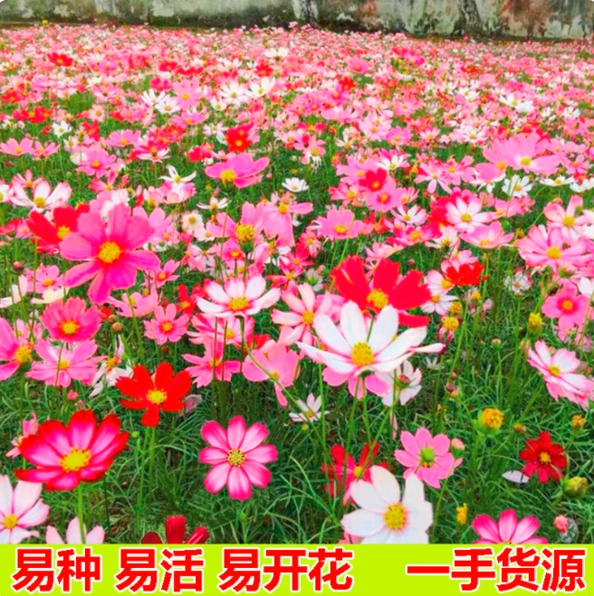 波斯菊花种子格桑花花种籽子好种易活格桑花花籽庭院野花种子花种