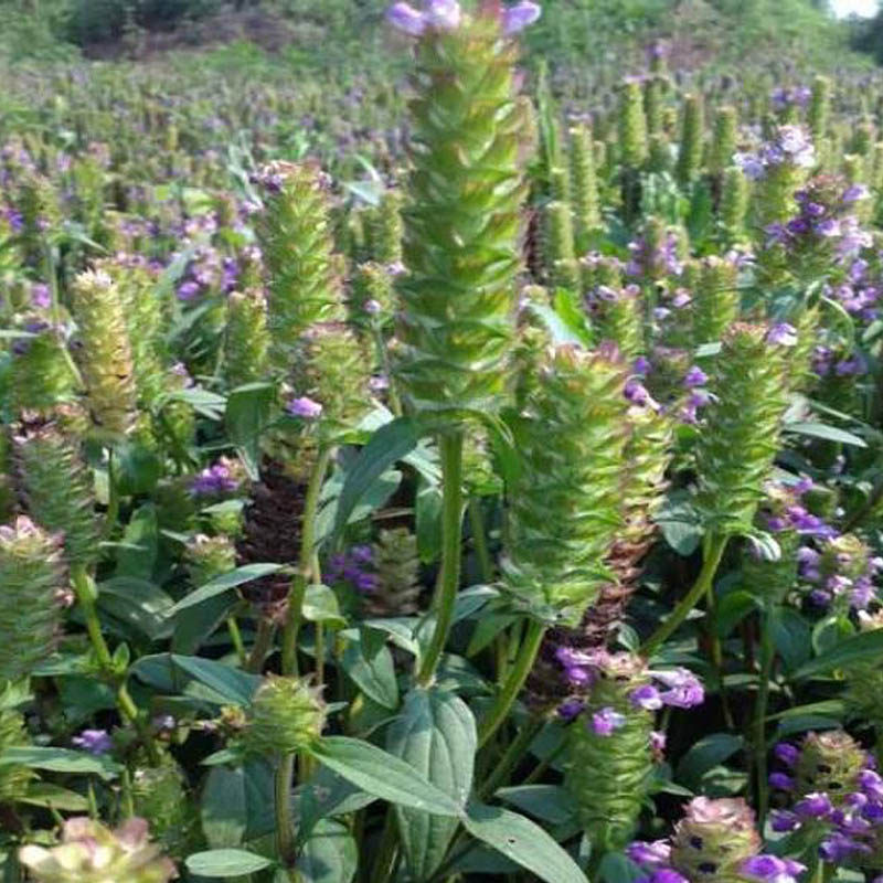 夏枯草种子白毛球籽新采药