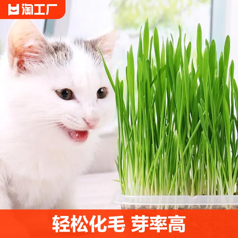 猫草盆栽草种子非已种好小麦种子零食品种孑种植虞美人开花