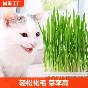 猫草盆栽草种子非已种好小麦种子零食品种孑种植虞美人开花
