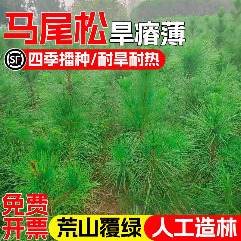 马尾松种籽当年新采灌木种子耐旱耐贫瘠荒山复绿人工造林林木草籽